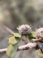 Tanaostigmodes howardii