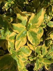 Graptophyllinae