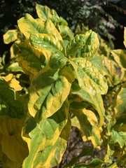 Graptophyllinae