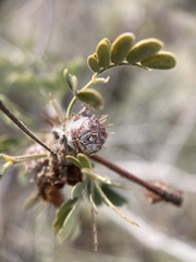 Tanaostigmodes howardii