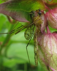 Discobola tessellata