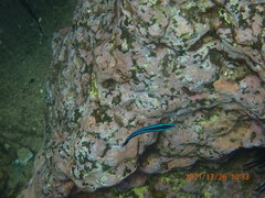 Labroides dimidiatus