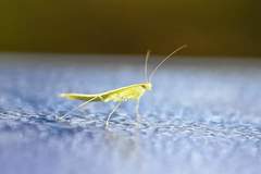 Tropidomantis tenera