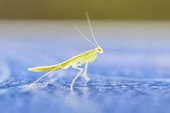 Tropidomantis tenera