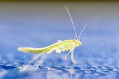 Tropidomantis tenera