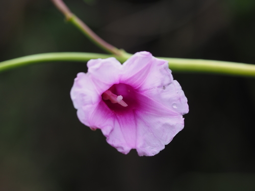 Image of Ipomoea mauritiana by no rights reserved