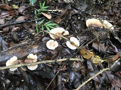Cymatoderma dendriticum