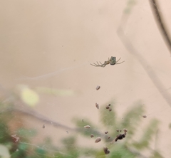 Cyrtophora cicatrosa