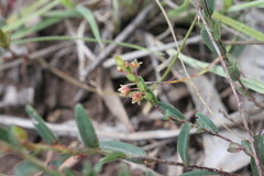Phyllanthus maderaspatensis