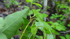 Amyris pinnata
