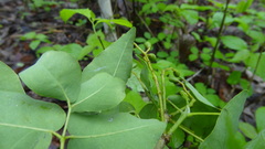 Amyris pinnata
