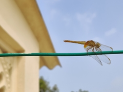 Crocothemis servilia