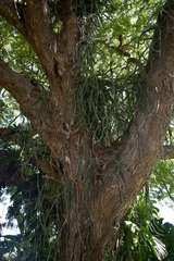 Selenicereus costaricensis