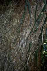 Selenicereus costaricensis