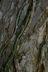 Selenicereus costaricensis