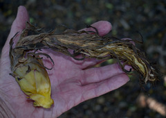 Selenicereus costaricensis