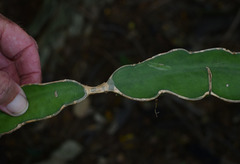 Selenicereus costaricensis