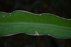 Selenicereus costaricensis