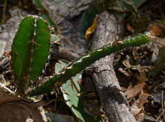 Selenicereus costaricensis