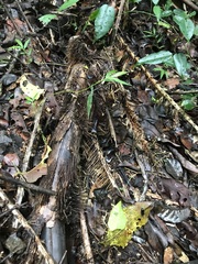 Cymatoderma dendriticum