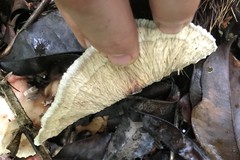 Cymatoderma dendriticum