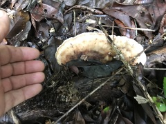 Cymatoderma dendriticum