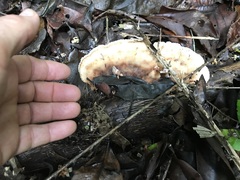 Cymatoderma dendriticum