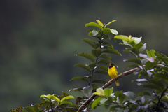 Linurgus olivaceus