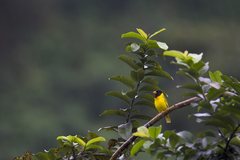 Linurgus olivaceus