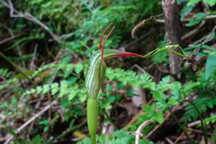 Pterostylis auriculata