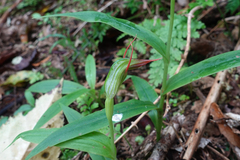 Pterostylis auriculata