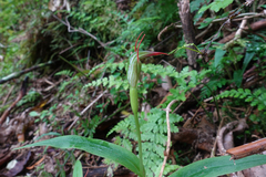 Pterostylis auriculata