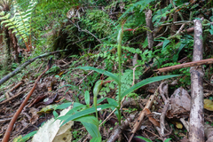 Pterostylis auriculata