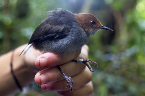 White-tailed Warbler (Poliolais lopezi), photo 3