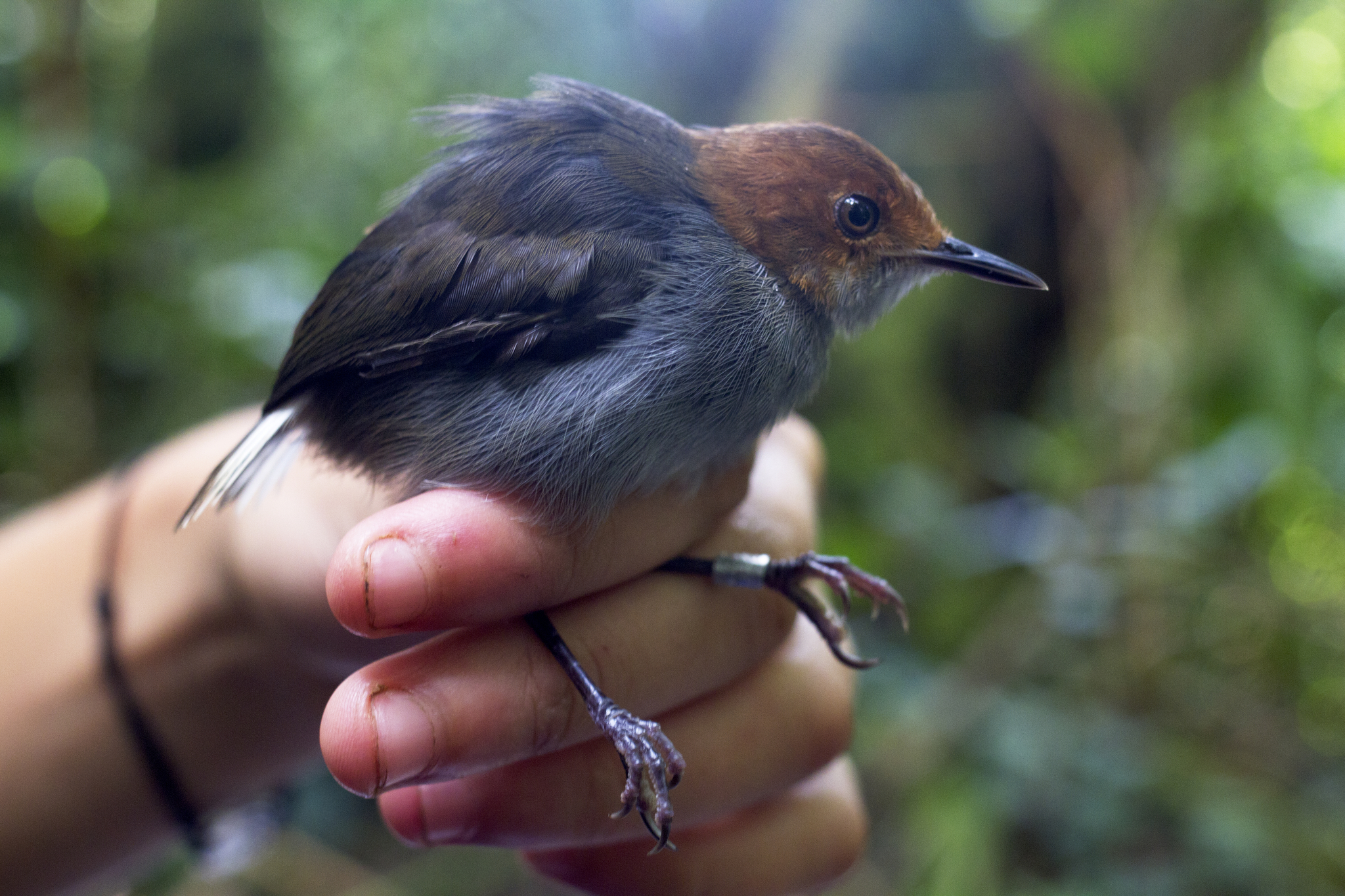 White-tailed Warbler illustration
