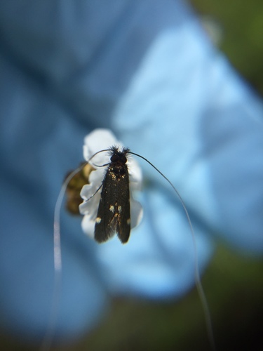iNaturalist observation photo of Adela flammeusella