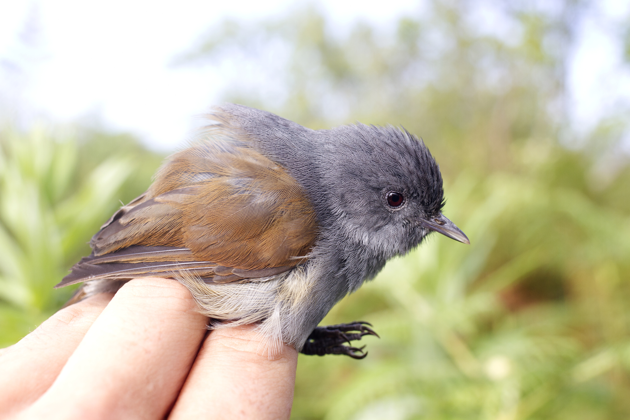 African Hill Babbler illustration
