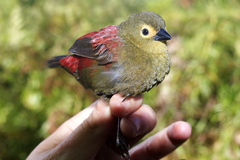 Cryptospiza reichenovii