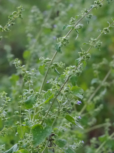 Wide Spikenard
