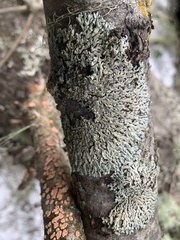 Physcia alnophila