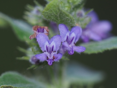 Wide Spikenard
