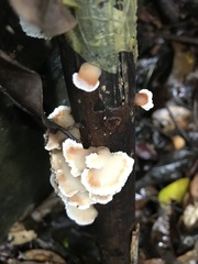 Cymatoderma dendriticum