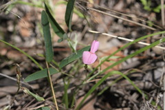 Galactia tenuiflora