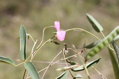 Galactia tenuiflora