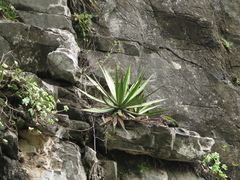 Agave univittata