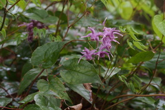 Epimedium sempervirens