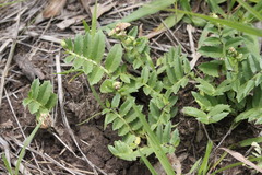 Lobelia concolor