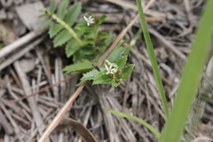 Lobelia concolor