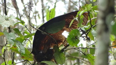 Centrolobium ochroxylum