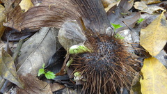 Centrolobium ochroxylum